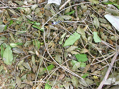 dry leaf litter, Apple Capital Trail, East Wenatchee, Washington