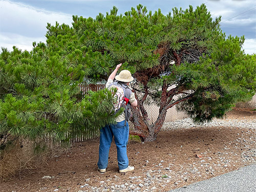 Rod Crawford beating planted pine tree, Apple Capital Trail, East Wenatchee, Washington