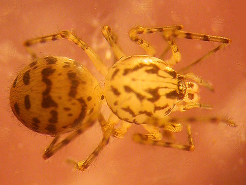 spitting spider Scytodes thoracica, Apple Capital Trail, East Wenatchee, Washington