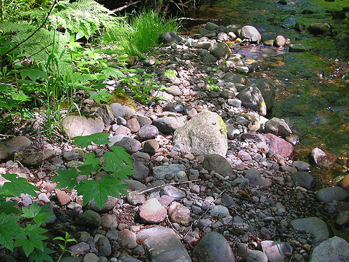 Gravel-bar bank of creek, Fir Creek at Road 23, Mason County, Washington