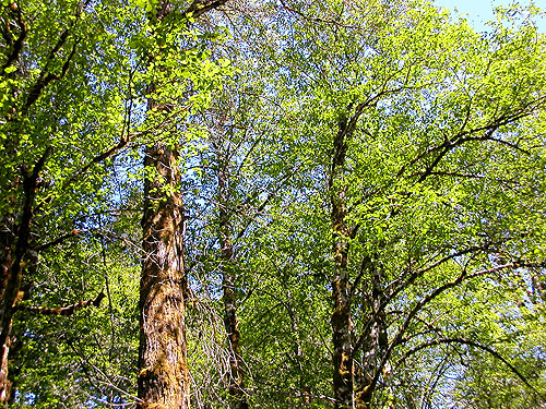 riparian forest canopy, Fir Creek at Road 23, Mason County, Washington