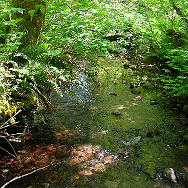 Fir Creek, Fir Creek at Road 23, Mason County, Washington