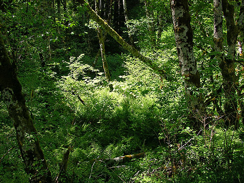 Beautiful deep riparian woods, Fir Creek at Road 23, Mason County, Washington