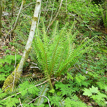 sword fern Pterstichum munitum, Fir Creek at Road 23, Mason County, Washington