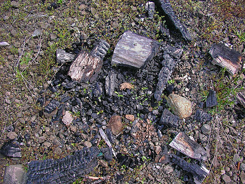 fire ring with spider-habitat wood, Fir Creek at Road 23, Mason County, Washington