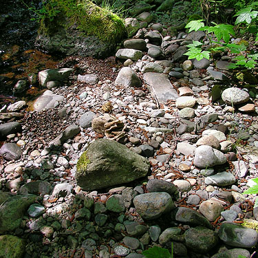 stream gravel bar habitat, Fir Creek at Road 23, Mason County, Washington