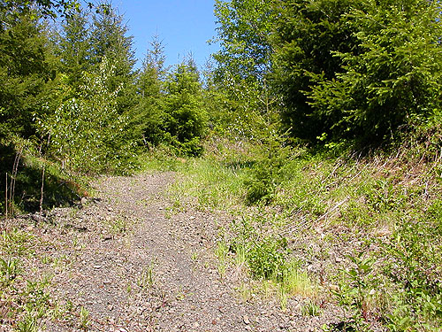 gravel track into clearcut, Fir Creek at Road 23, Mason County, Washington