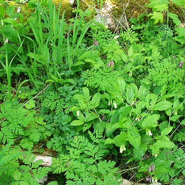 herb  understory by roadside, Fir Creek at Road 23, Mason County, Washington