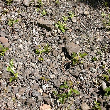 gravel road surface, Fir Creek at Road 23, Mason County, Washington