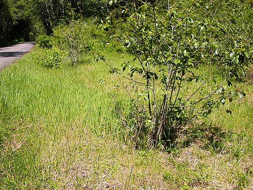 small meadow, Fir Creek at Road 23, Mason County, Washington