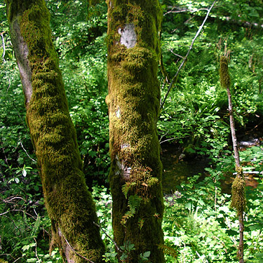 moss on riparian tree trunks, Fir Creek at Road 23, Mason County, Washington