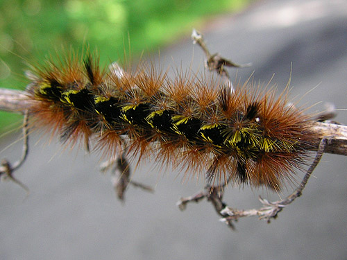 tussock moth caterpillar, Fir Creek at Road 23, Mason County, Washington