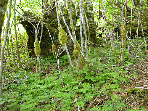 forest understory, Fir Creek at Road 23, Mason County, Washington