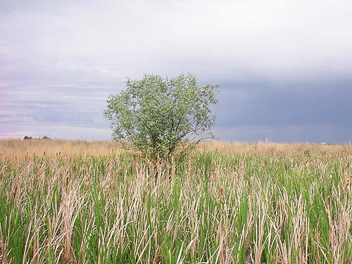 isolated Russian Olive tree, Eleagnus, Flat Lake, Grant County, Washington