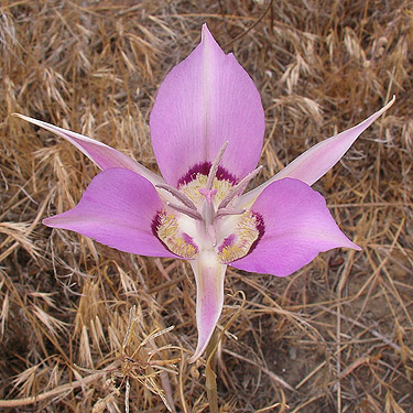 Calochortus macrocarpus flower, Flat Lake, Grant County, Washington