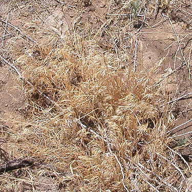 cheat grass Bromus tectorum, Flat Lake, Grant County, Washington
