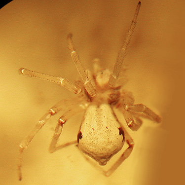 Philodromus insperatus from Flat Lake, Grant County, Washington