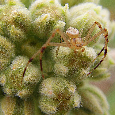 crab spider Misumenops lepidus on milkweed flower, Flat Lake, Grant County, Washington