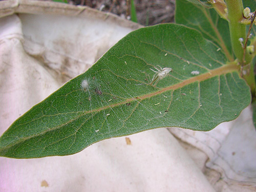 web on milkweed leaf, Flat Lake, Grant County, Washington