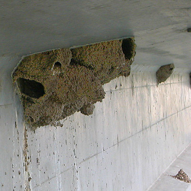 swallow nests under ledge of West Canal Bridge, east of Flat Lake, Grant County, Washington