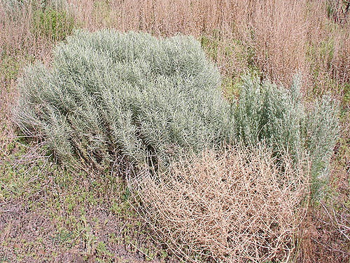 sagebrush and tumbleweed, Artemisia tridentata & Salsola kali, Flat Lake, Grant County, Washington