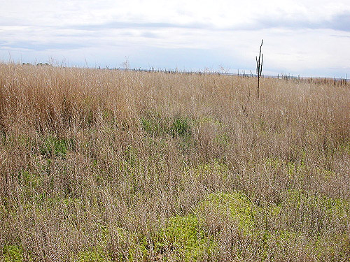 field layer of dry steppe land, Flat Lake, Grant County, Washington