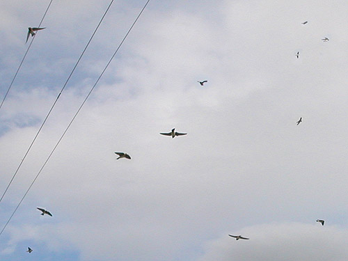swallows in flight beside West Canal Bridge, east of Flat Lake, Grant County, Washington
