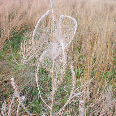 Dictyna web in typical habitat, Flat Lake, Grant County, Washington