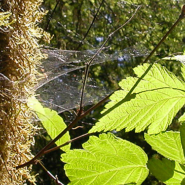 Microlinyphia dana sheet webs, spider collecting site on upper Middle Fork Snoqualmie River, King County, Washington