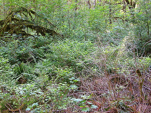 very dense understory, spider collecting site on upper Middle Fork Snoqualmie River, King County, Washington