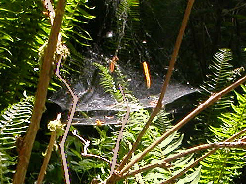 Neriene digna sheet web, spider collecting site on upper Middle Fork Snoqualmie River, King County, Washington