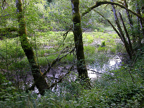 marsh along forest road 5620, seen hiking to spider collecting site on upper Middle Fork Snoqualmie River, King County, Washington