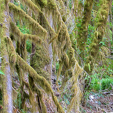 moss on trees, spider collecting site on upper Middle Fork Snoqualmie River, King County, Washington