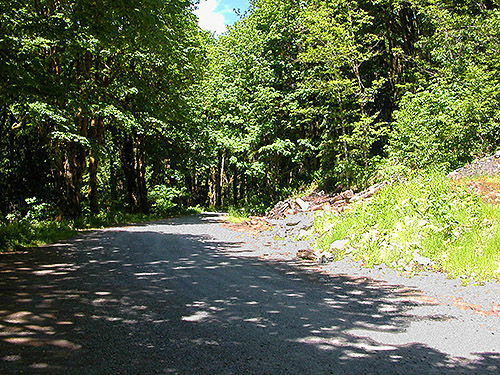 Forest road we hiked on, to spider collecting site on upper Middle Fork Snoqualmie River, King County, Washington