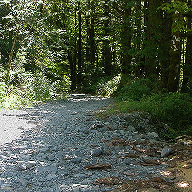 rough forest road 5620 on way to spider collecting site on upper Middle Fork Snoqualmie River, King County, Washington