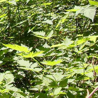 salmonberry shrubs Rubus spectabilis, with berry barely visible, spider collecting site on upper Middle Fork Snoqualmie River, King County, Washington