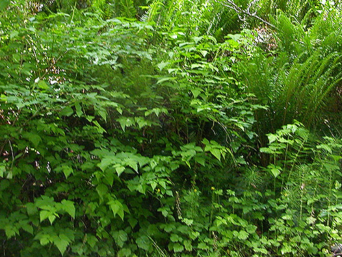 rich, lush understory, spider collecting site on upper Middle Fork Snoqualmie River, King County, Washington
