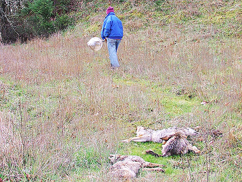 Rod Crawford with sweep net and dead coyotes, Galvin Bridge, Galvin, Lewis County, Washington