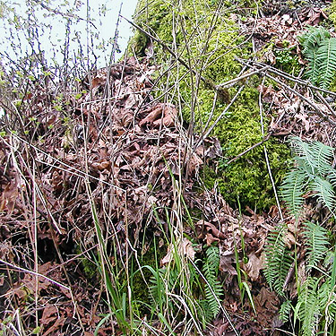 ferns and litter at base of big maple tree, Galvin Bridge, Galvin, Lewis County, Washington