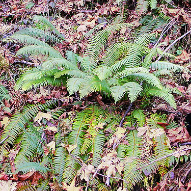 fern understory Polystichum munitum, Galvin Bridge, Galvin, Lewis County, Washington