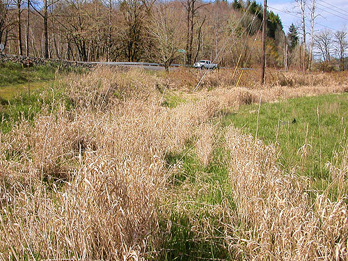 grassy field at Galvin Bridge, Galvin, Lewis County, Washington