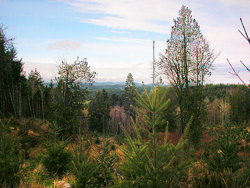hills beyond clearcut above Sponenbergh Creek, Lewis County, Washington