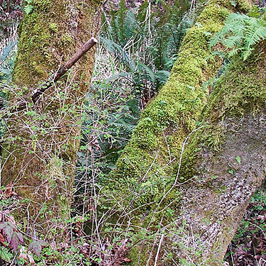 maple tree moss, Galvin Bridge, Galvin, Lewis County, Washington