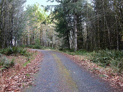 road to the clearcut above Sponenbergh Creek, Lewis County, Washington