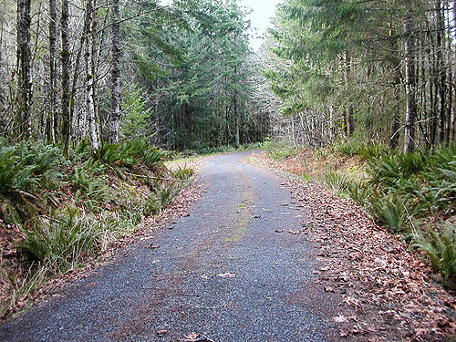 road to clearcut above Sponenbergh Creek, Lewis County, Washington