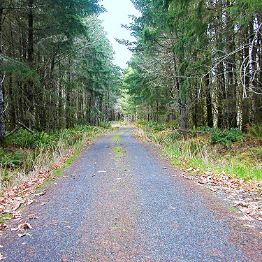 road to clearcut above Sponenbergh Creek, Lewis County, Washington