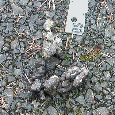 coyote scat on road to clearcut above Sponenbergh Creek, Lewis County, Washington