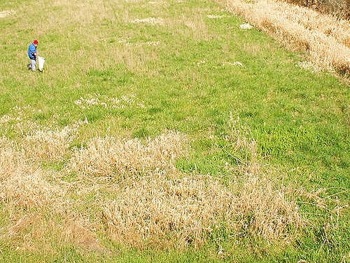Rod Crawford sweeping grass in big field, Galvin Bridge, Galvin, Lewis County, Washington