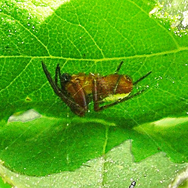 orbweaver Araniella displicata in leaf web, Cape George Road, Quimper Peninsula, Jefferson County, Washington