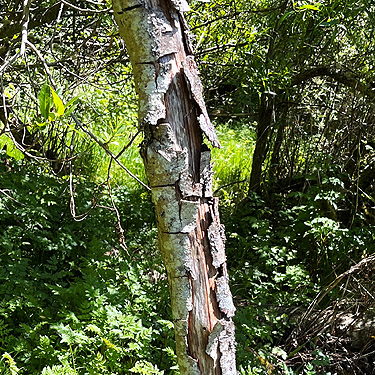 loose bark at marsh edge, Cape George Road, Quimper Peninsula, Jefferson County, Washington